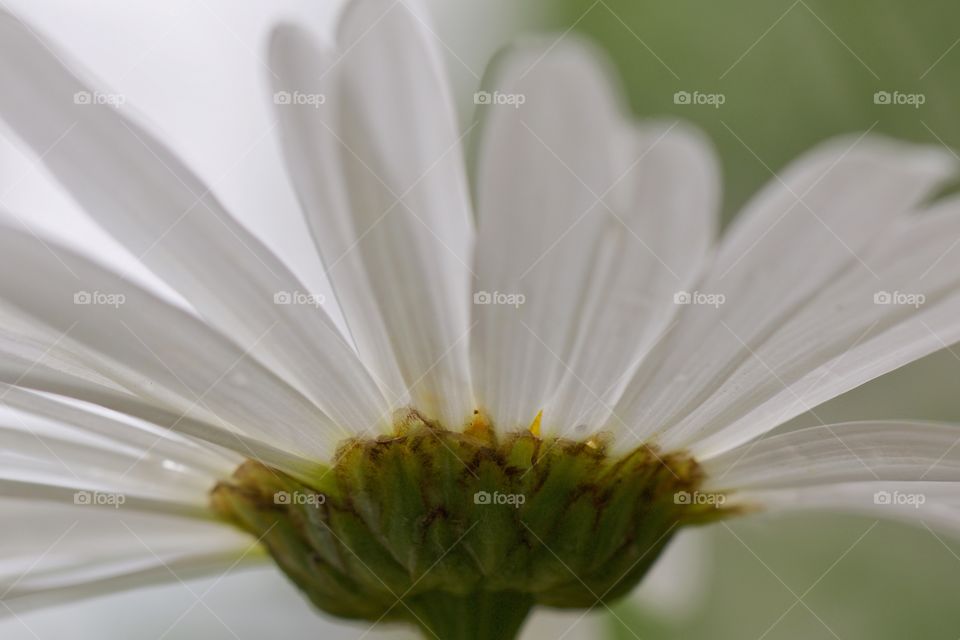 Close-Up of a white flower