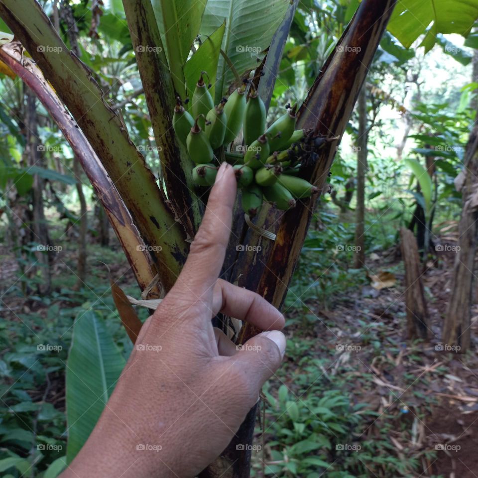 Mini banana tree that bears fruit