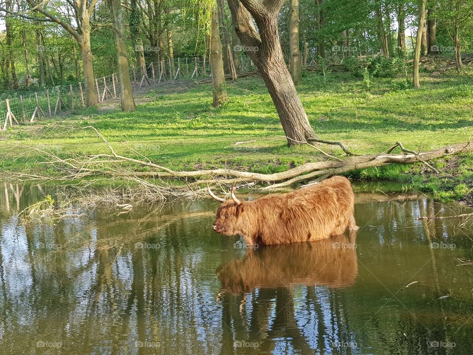 Scottish Highlander in the water.