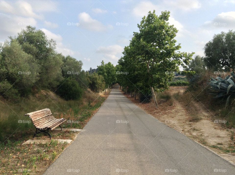 Road, Landscape, Guidance, Tree, No Person