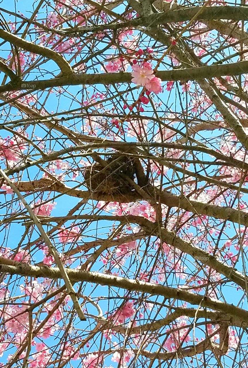 bird's nest in the tree