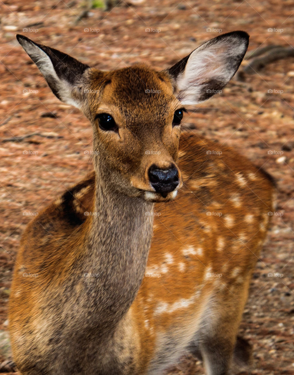 Spotted Deer