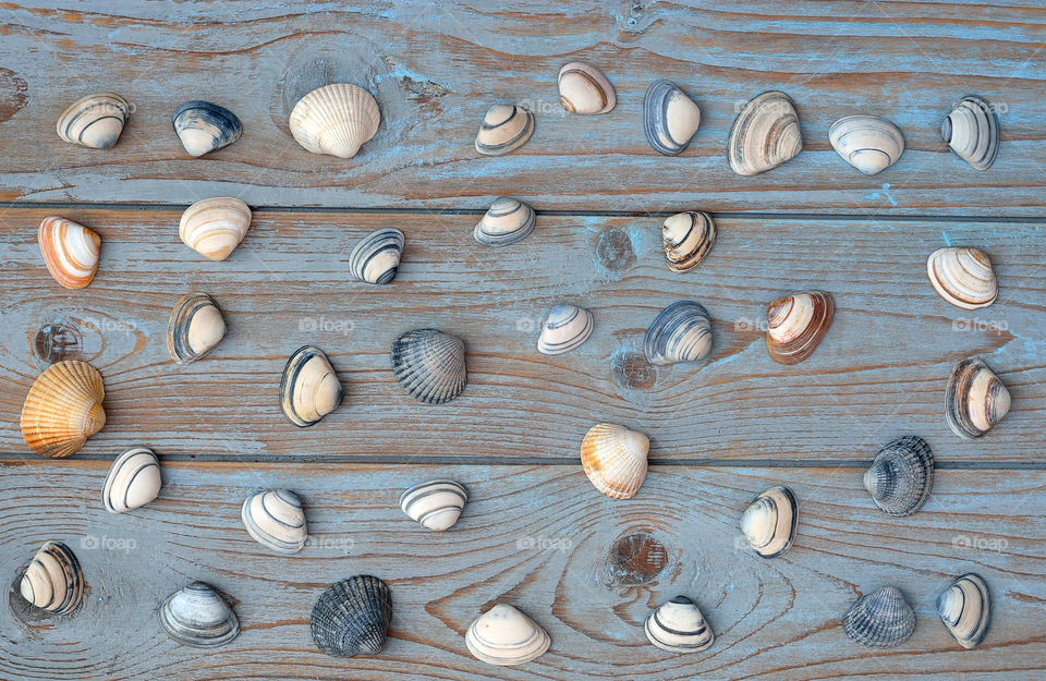 striped sea cockle shells on a beach wooden background