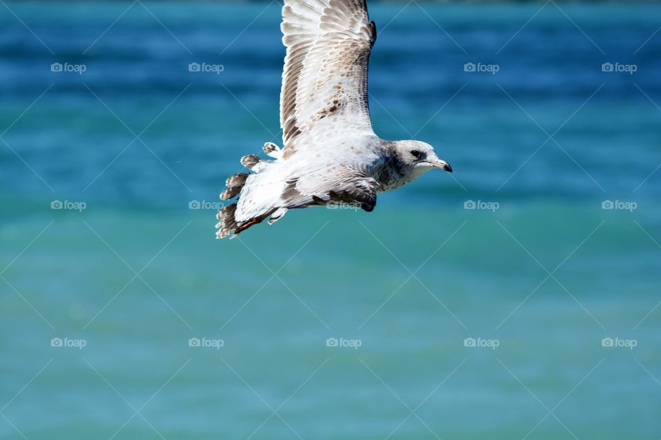 Seagull flying in sky