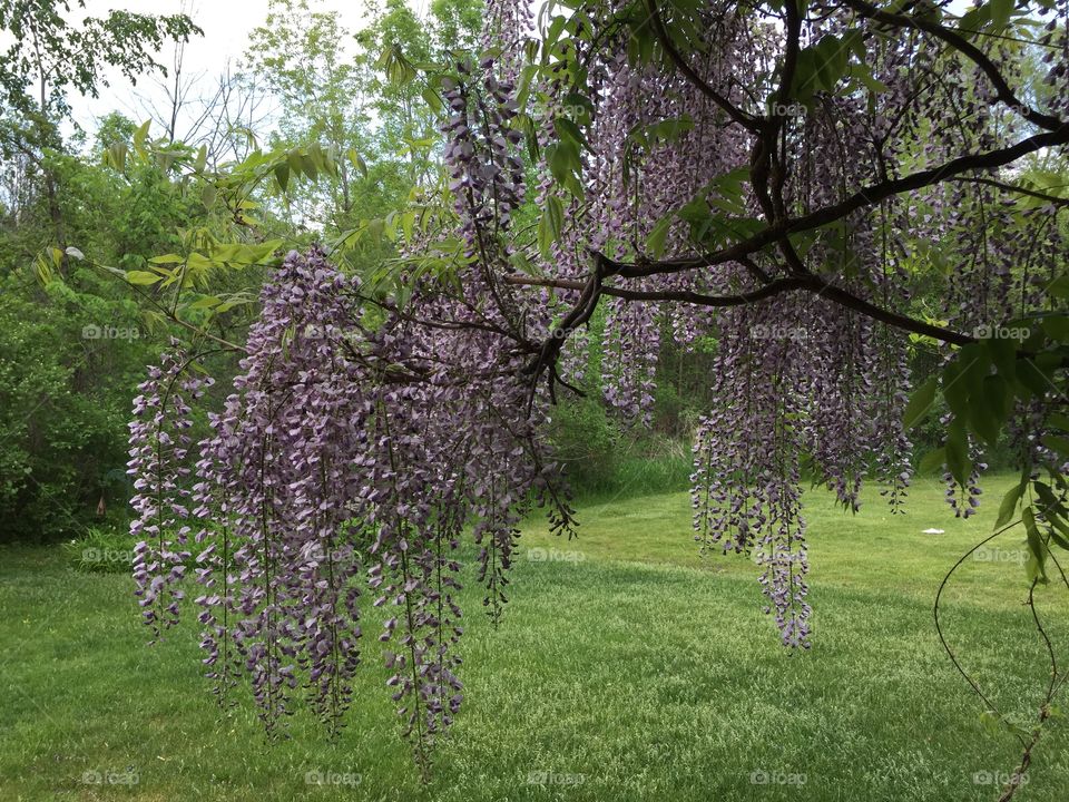 Under the wisteria