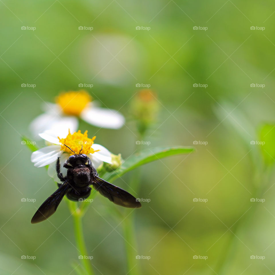 A black wasp is looking for pollen at my front yard. It takes quite a long time for me to capture this image since there are a lot of flowers and the wasp moves randomly.