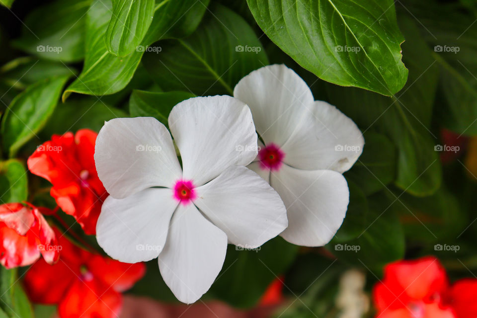 Closeup of two white flowers with pink centers (Madagascar periwinkles) with red flowers and green leaves in background. 