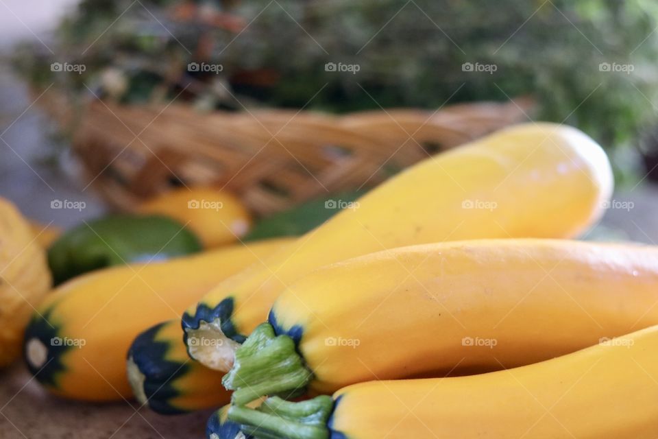 Zucchini Squash From the garden 