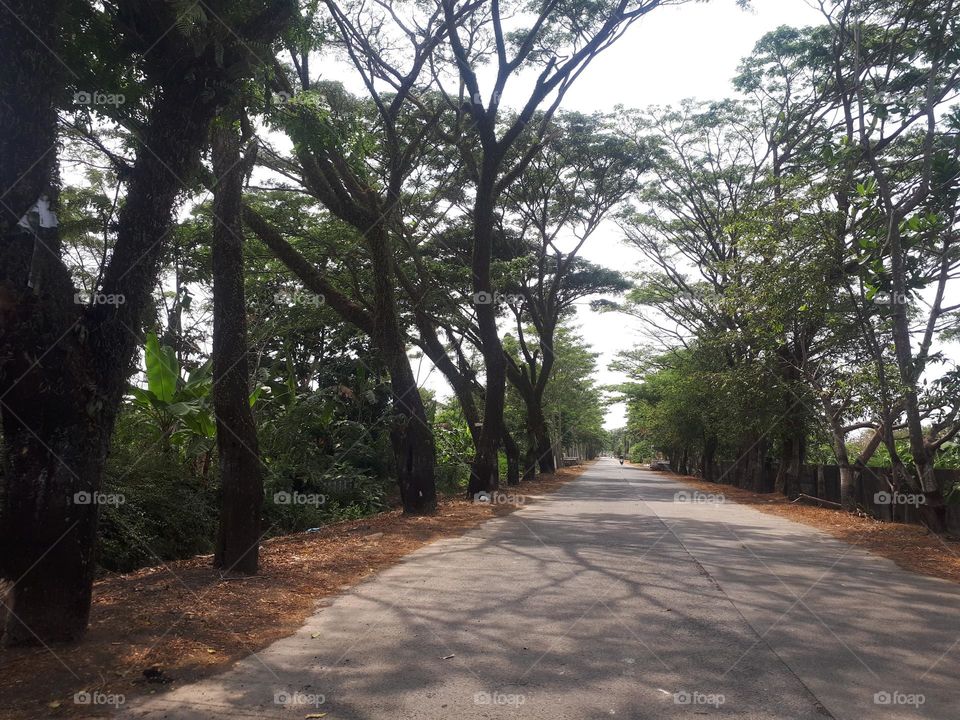 view in the middle of the city with large groves of trees on the right and left sides in summer