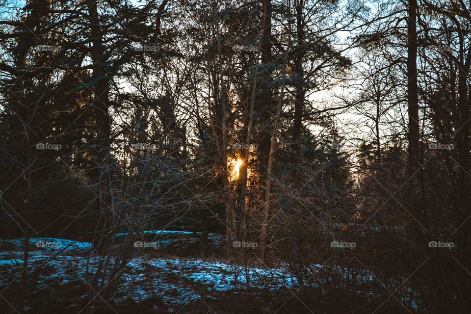 Sunlight shining trough trees during winter time