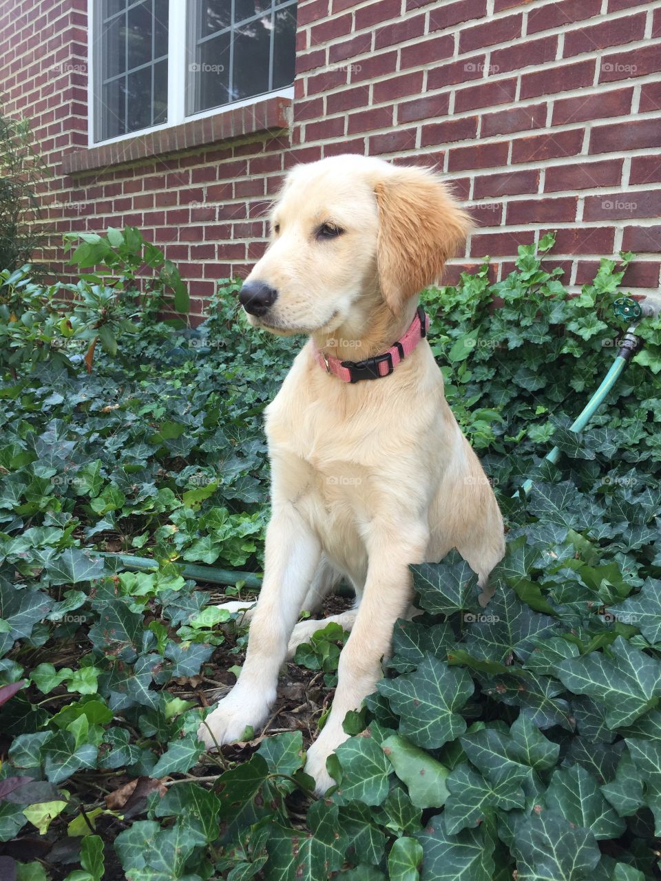 Golden retriever puppy portrait 