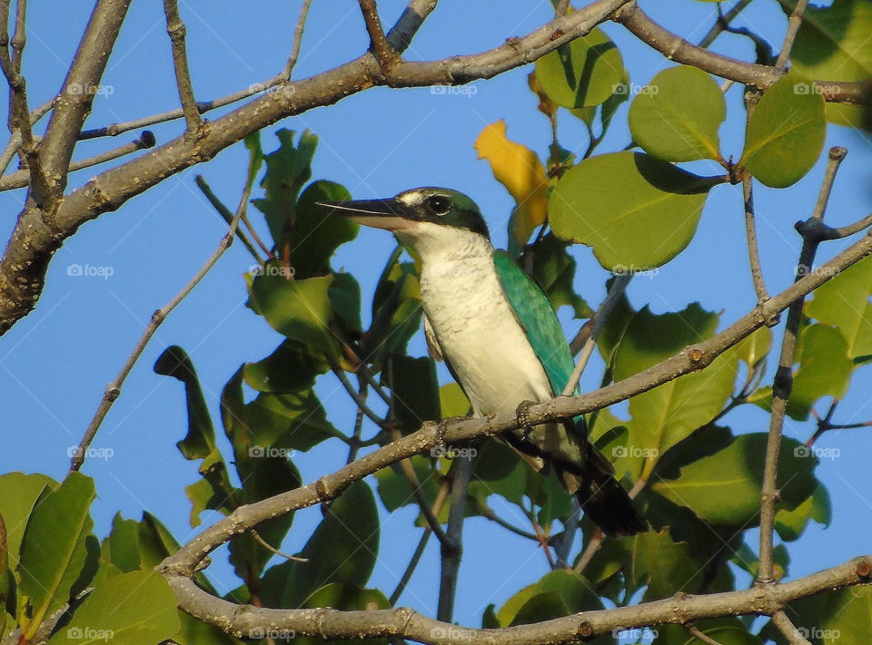 White collared kingfisher. Larger size than the famous one common of small-blue kingfisher. Cerulean blue to near for light green of body colour species be the main similar character with the species one calling of. Perch on to stay for the mangrove.