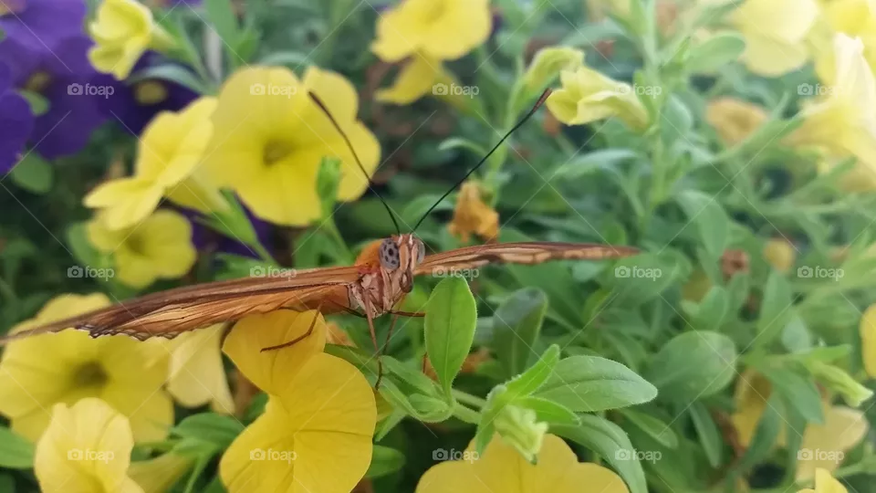 Butterfly