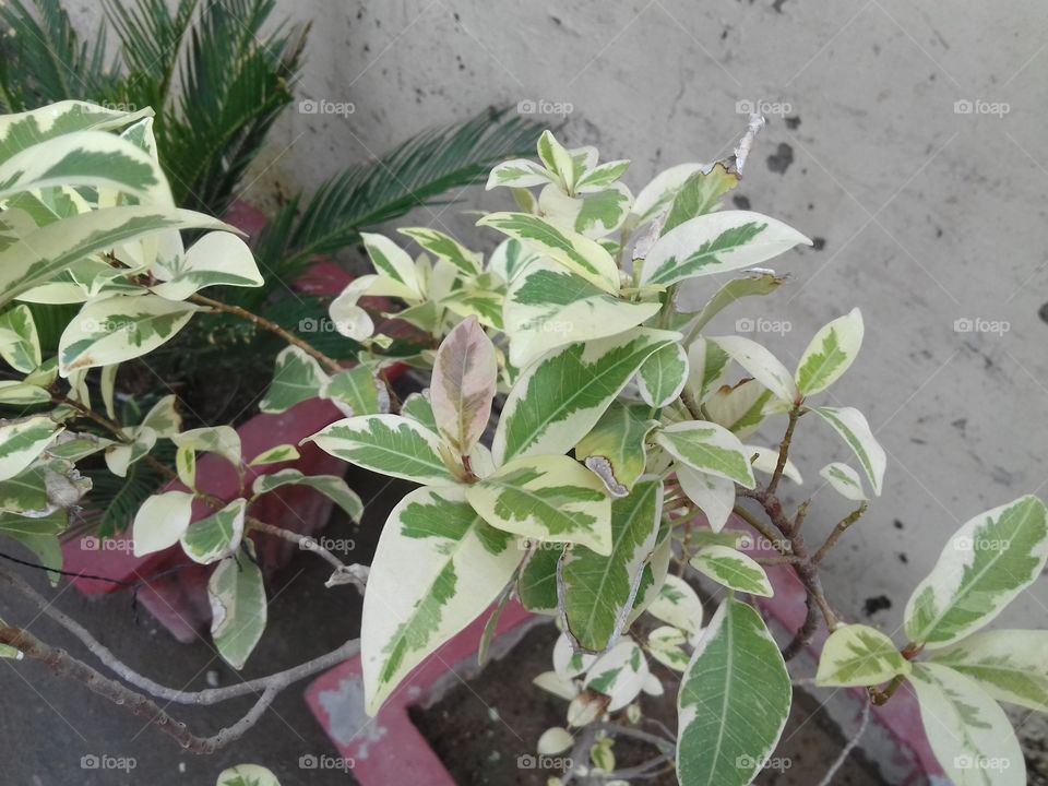 great! Different colour planted in the garden nice beauty.