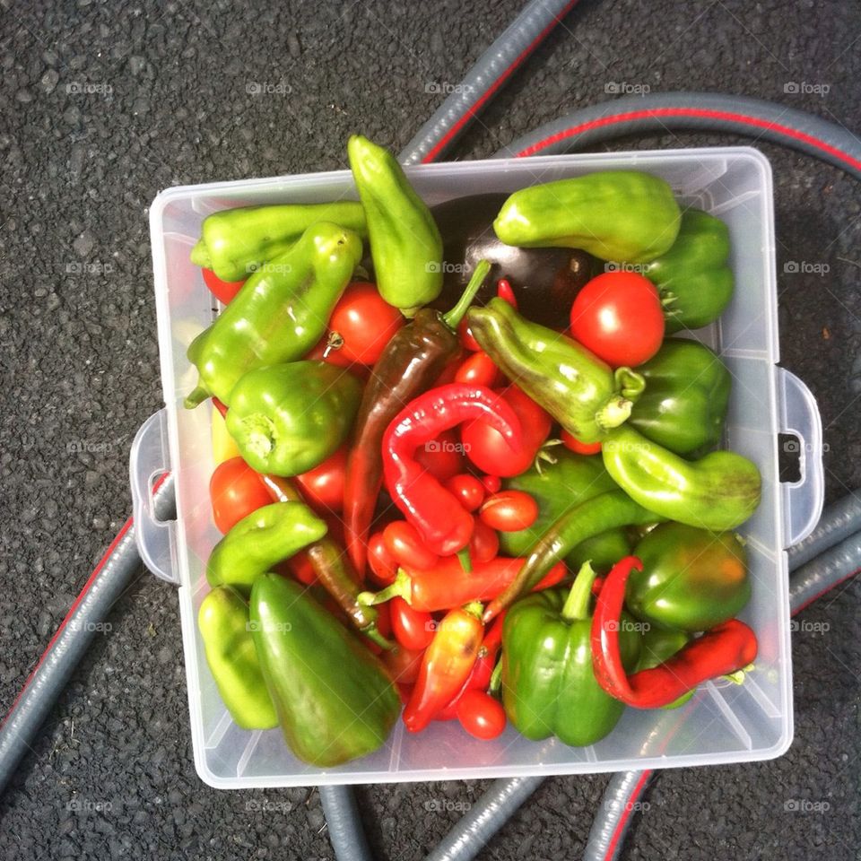 Fresh Vegetables In a box with garden hose