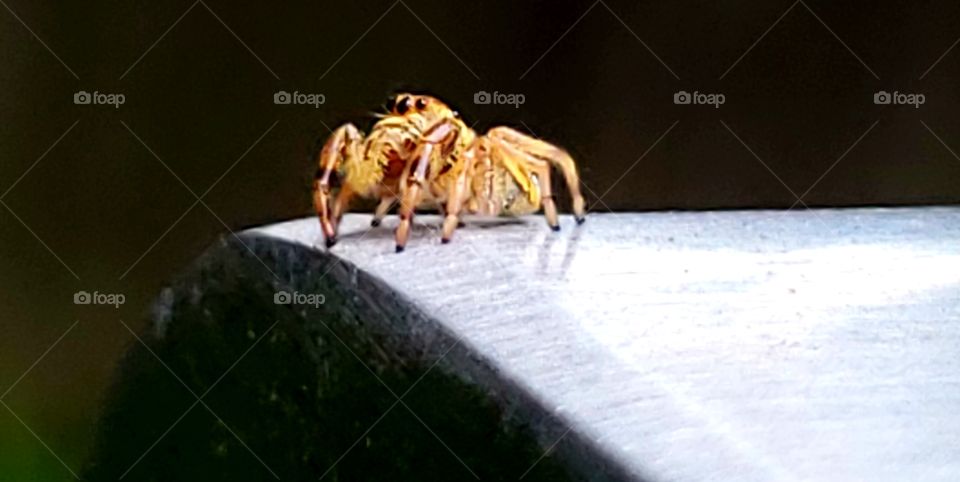 yellow, male jumping spider.