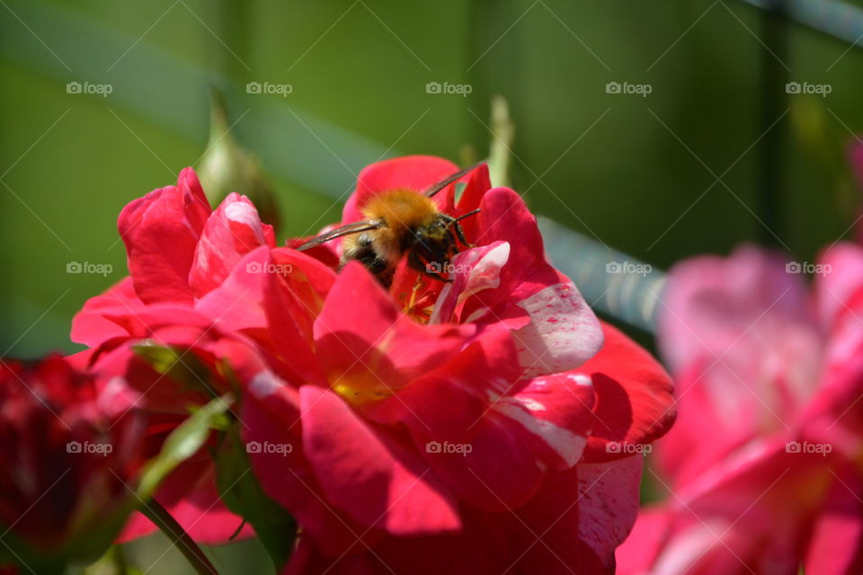 Nature, Flower, Flora, Summer, Garden