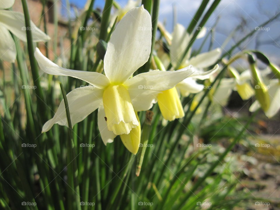 Nature, Flora, Flower, No Person, Grass