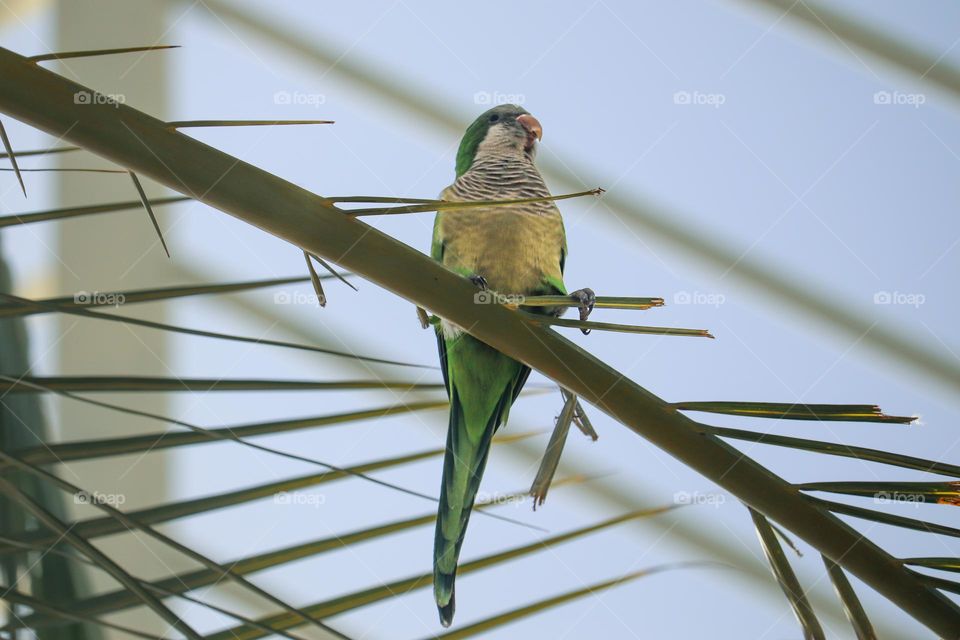 A green parrot