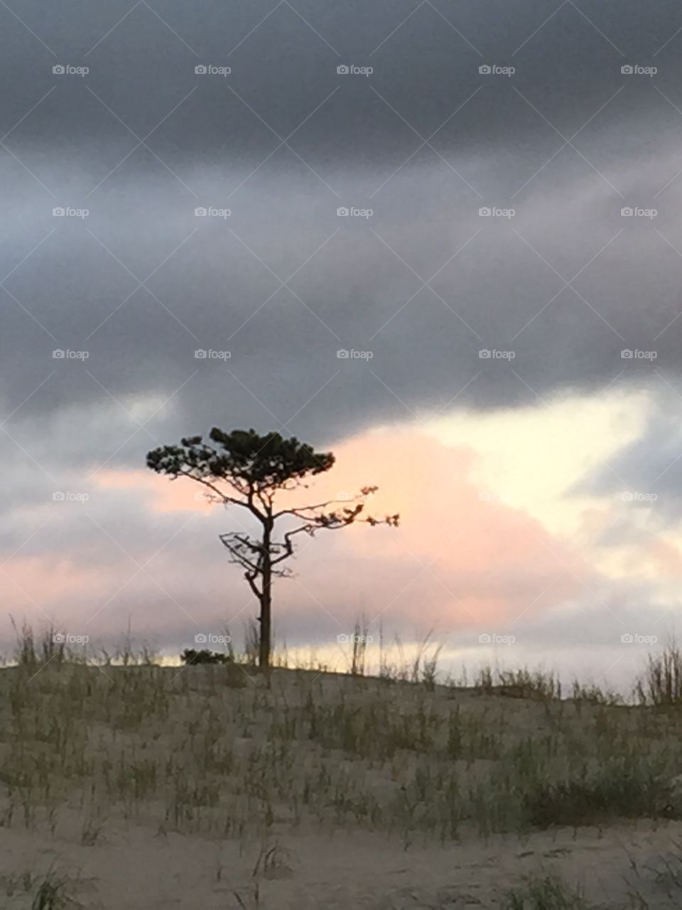 A lone tree on the beach- sunshine in Uruguay