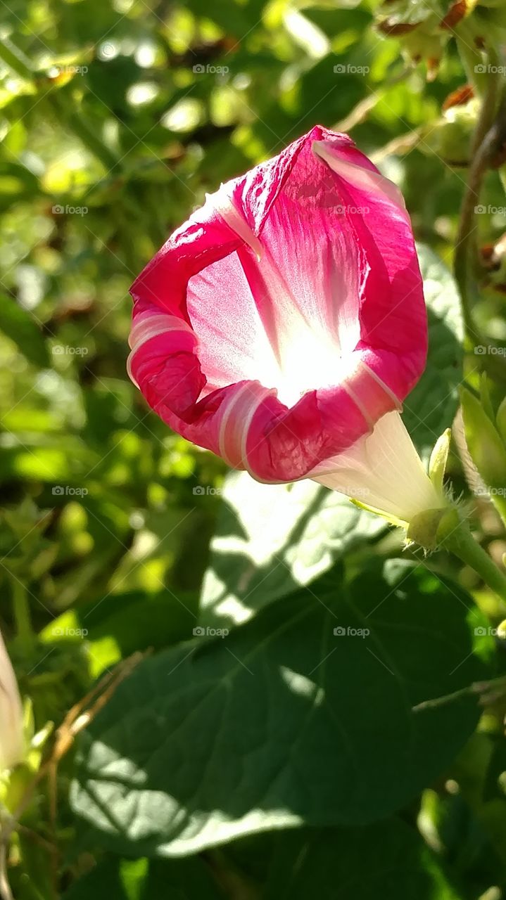 Nature, Leaf, Flora, Flower, Garden