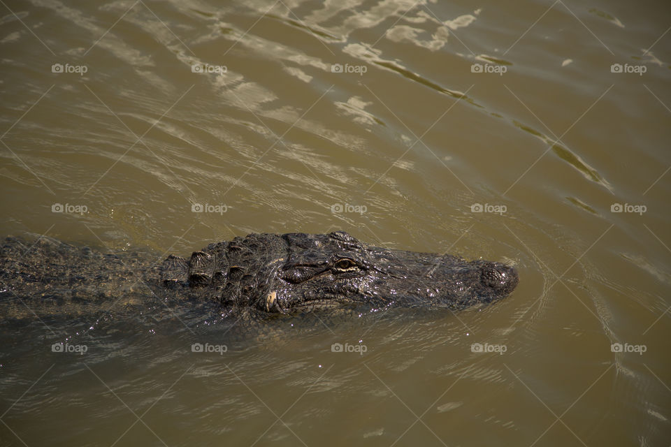 Alligator