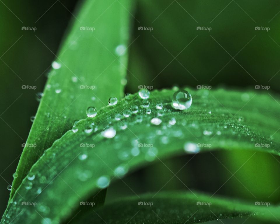 Morning Dew on the grass