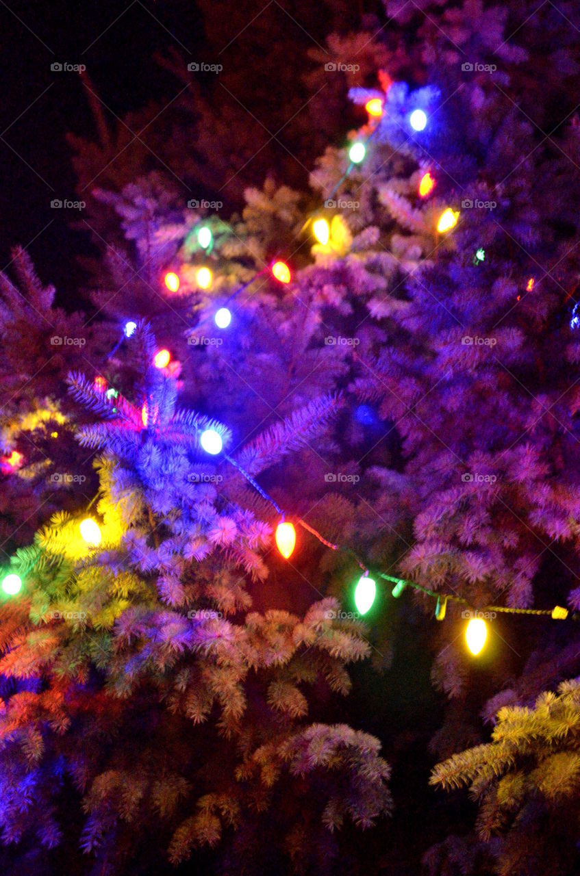 Blue Spruce With Christmas Lights