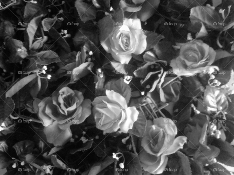 gray and white rose vine