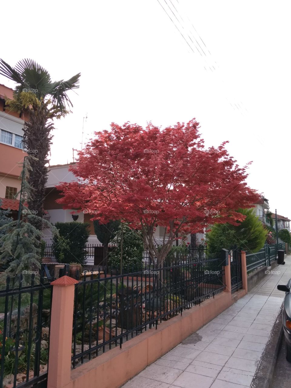 Beautiful 🌲 with reddish leaves