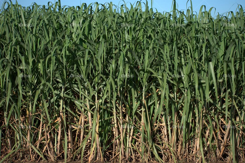 Growing Sugarcane