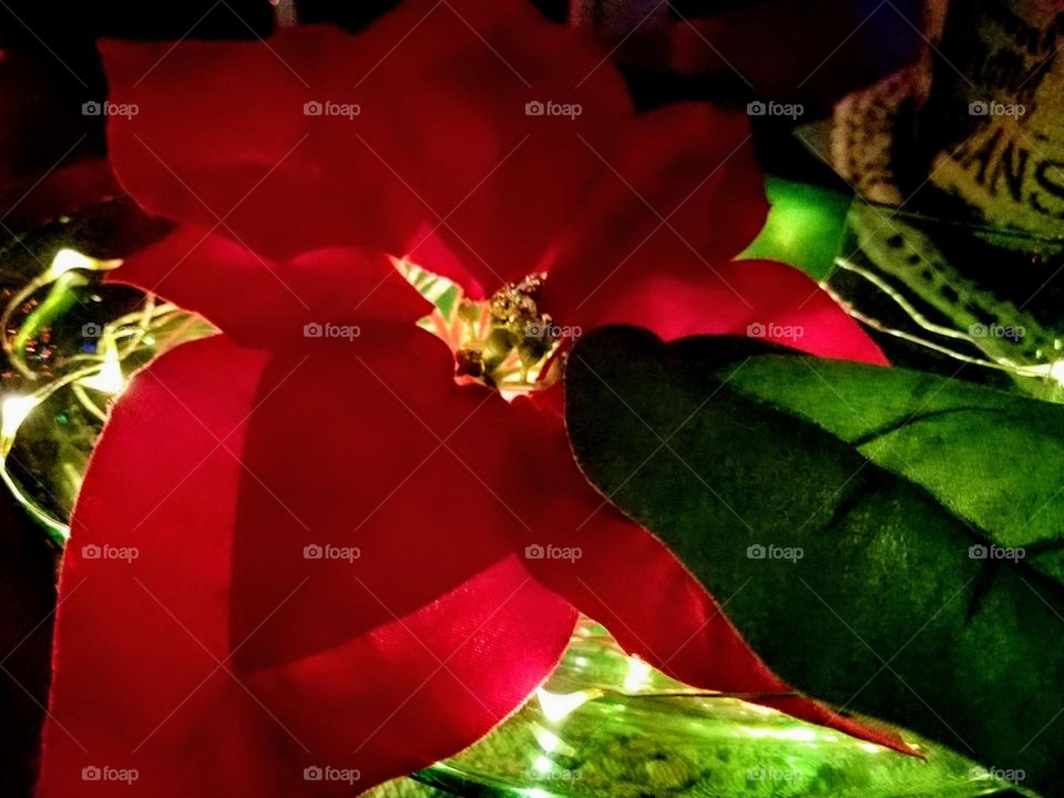 Poinsettia with twinkle lights at night