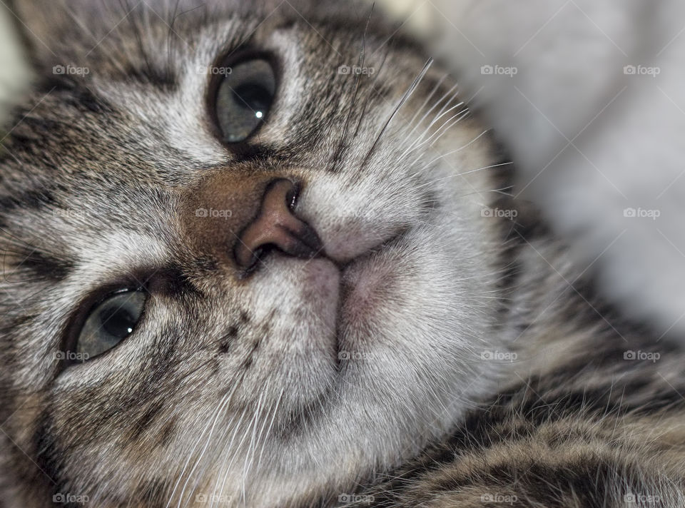 Close up of a cute kitten's face