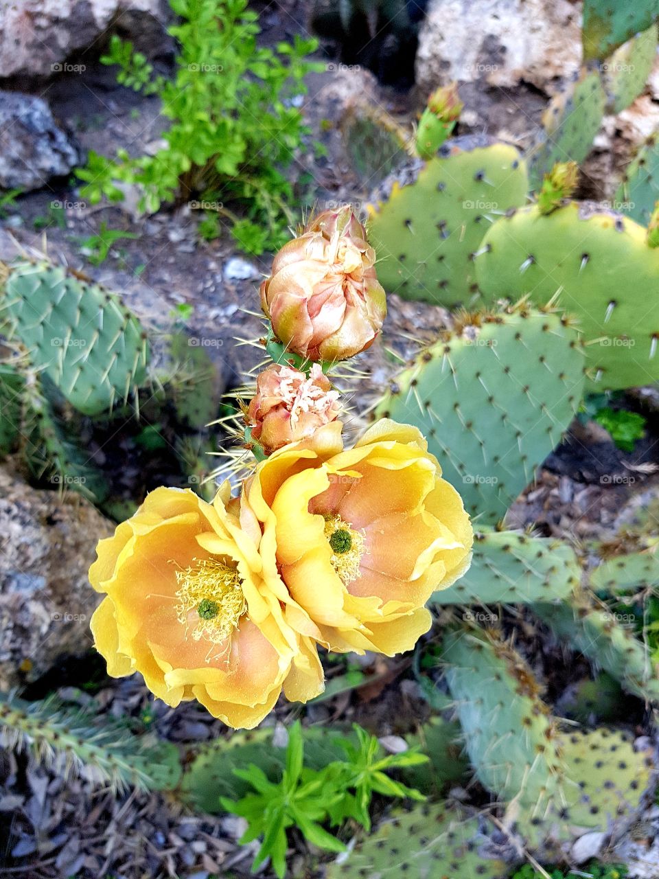 flowers and summer time, botanic garden 🌼🌻🌻🌹🌹⚘