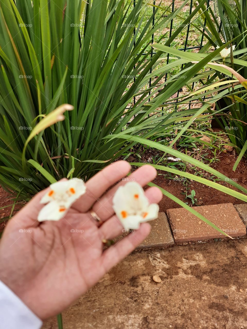 green plants in the square