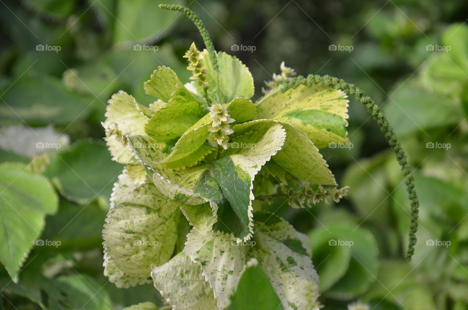 close up
plant
nature 
beauty of plant
green green