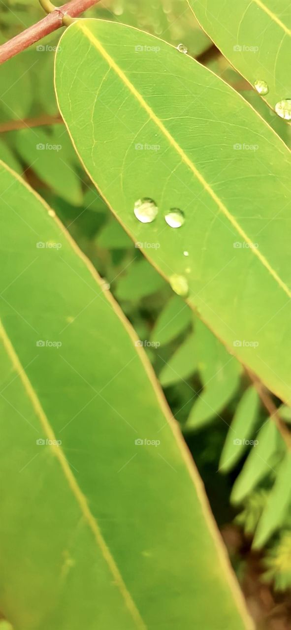 True joy of nature is when every drop of water shines like a pearl