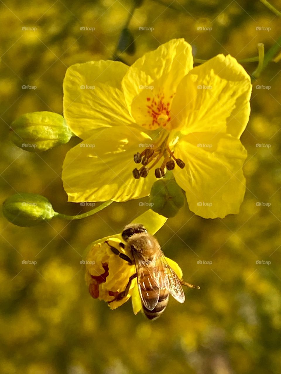 Bee on a Parkinsonia Aculeata flower 