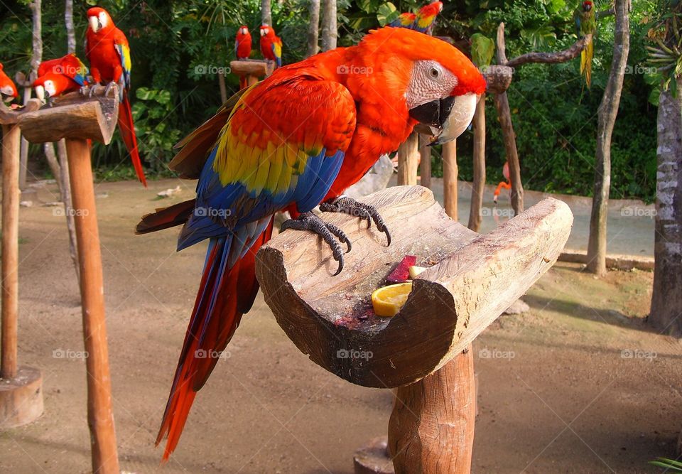 Parrots in zoo