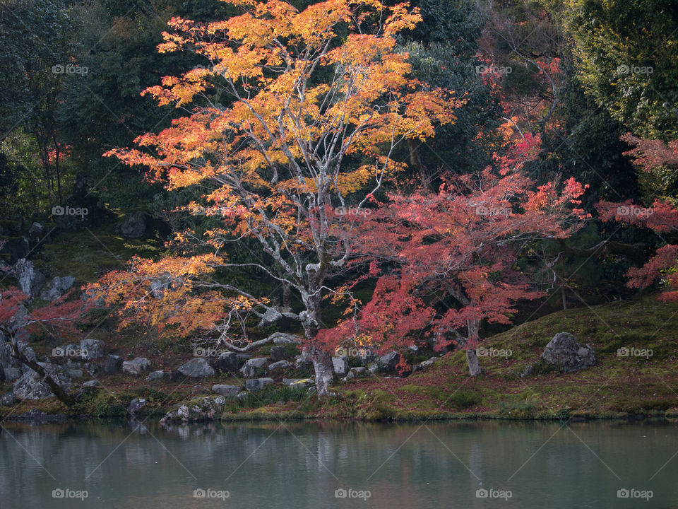 Autumn Leaves Japan