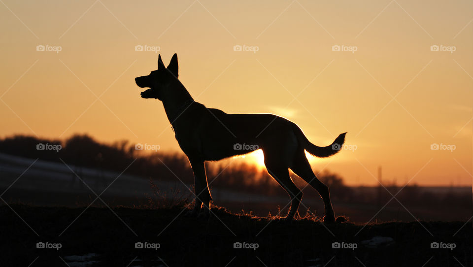Belgian shepherd malinois dog and sunset
