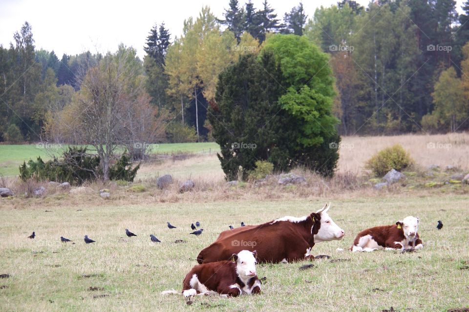 cows with calf
