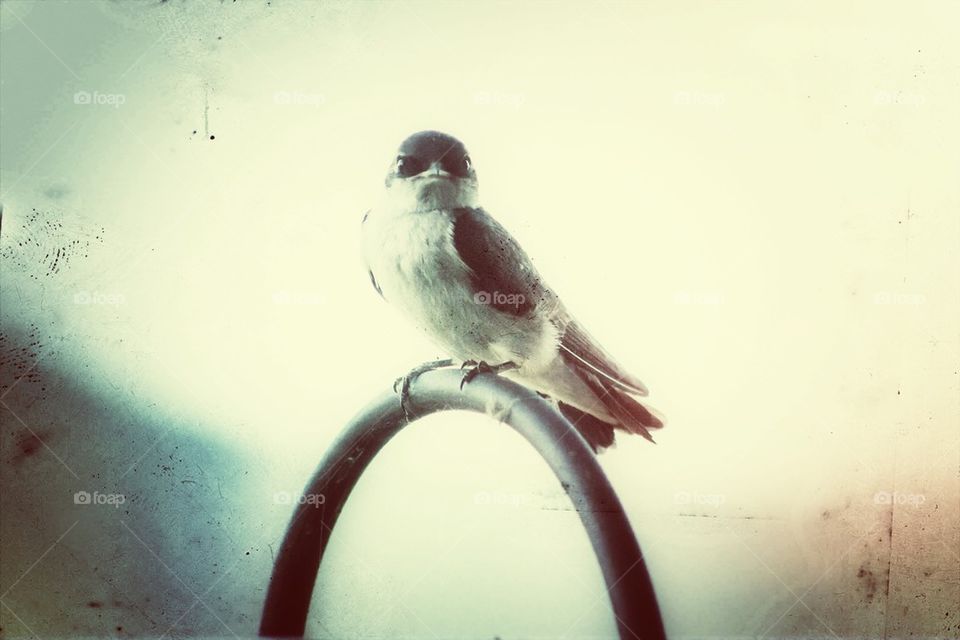 Grunge Bird