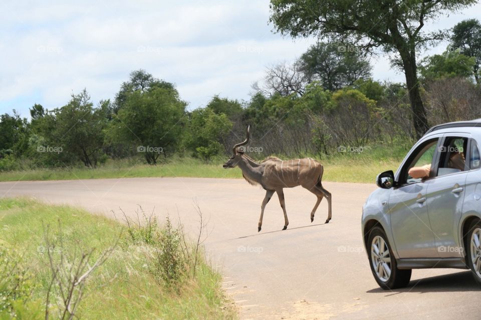 Visiting the Kruger National Park