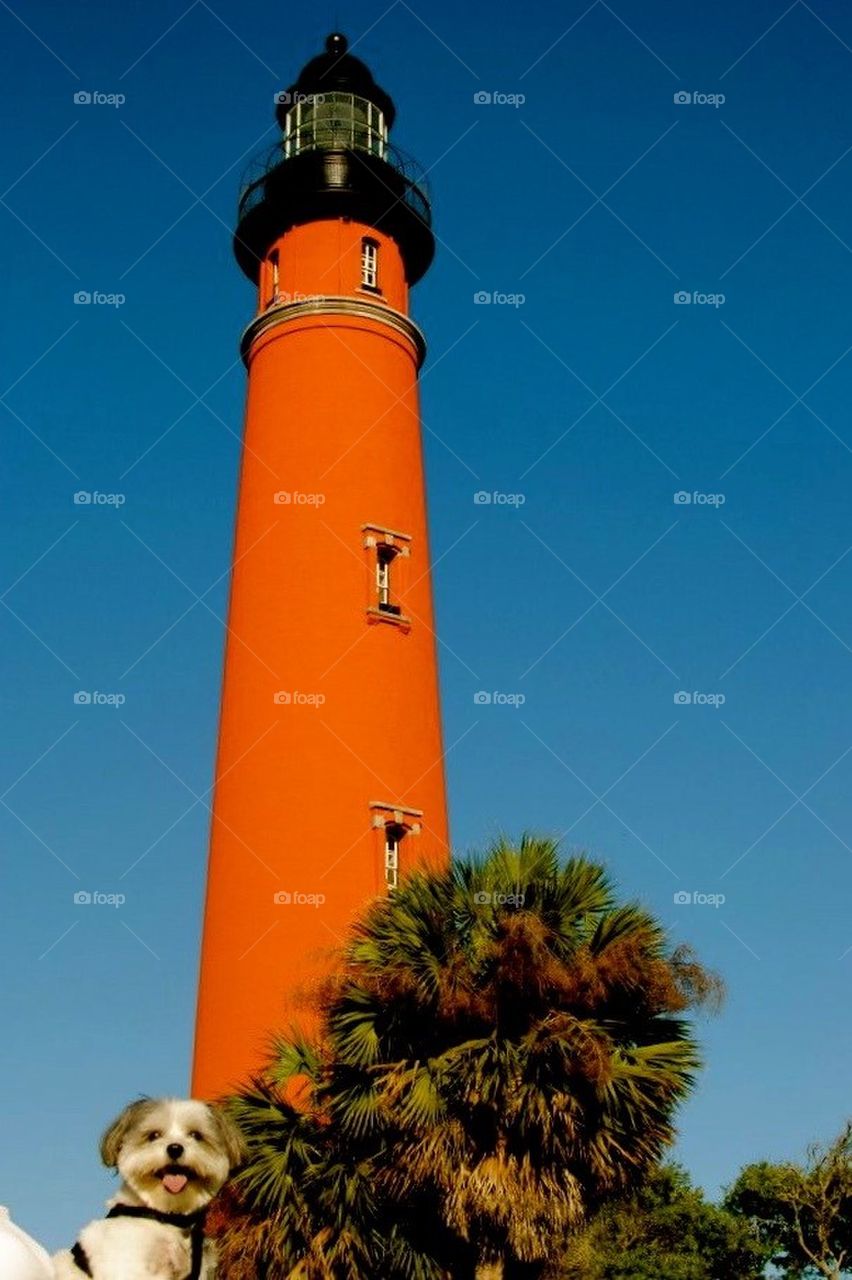 Marley Dog at the lighthouse, ponce inlet, Florida 