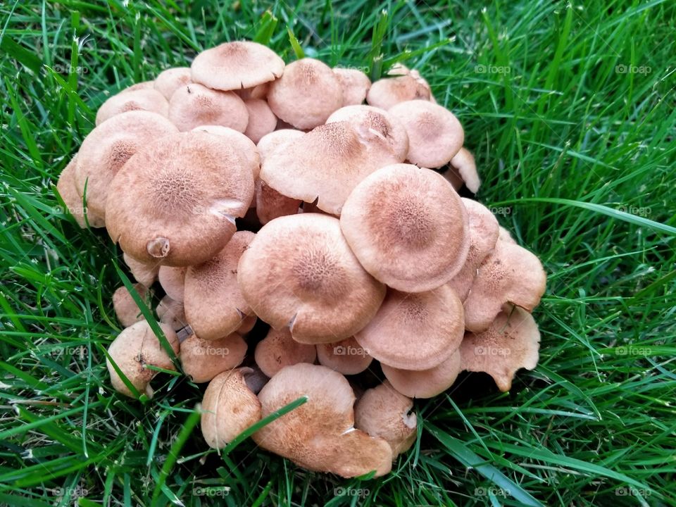 Mushrooms in the grass