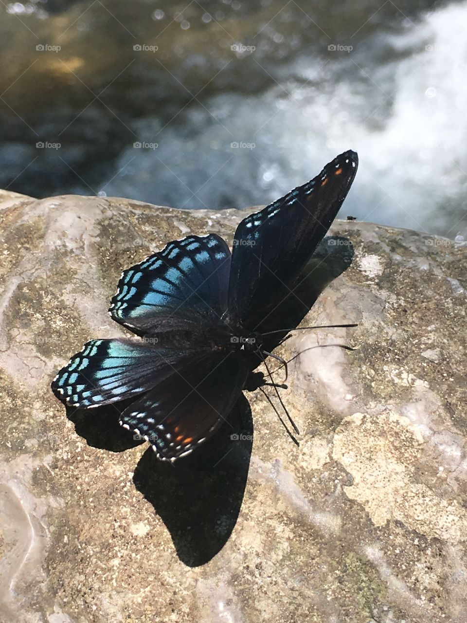 Beautiful blue butterfly sitting on a rock at the opening of Blanchard Spring Caverns. 