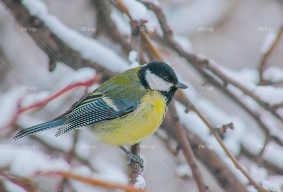 Incredibly beautiful bird