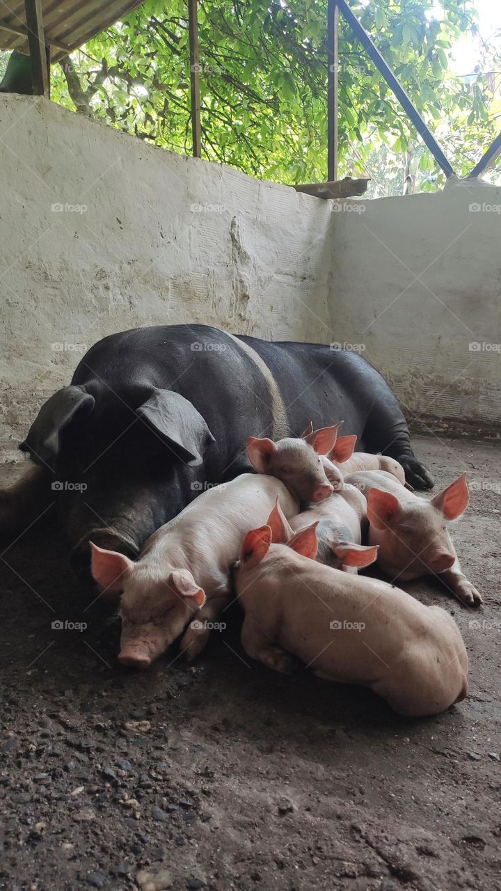 una madre con su bellas crias