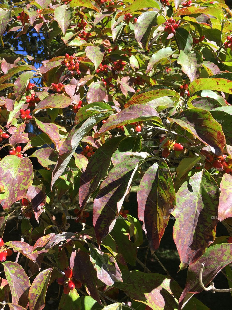 Dogwood berries